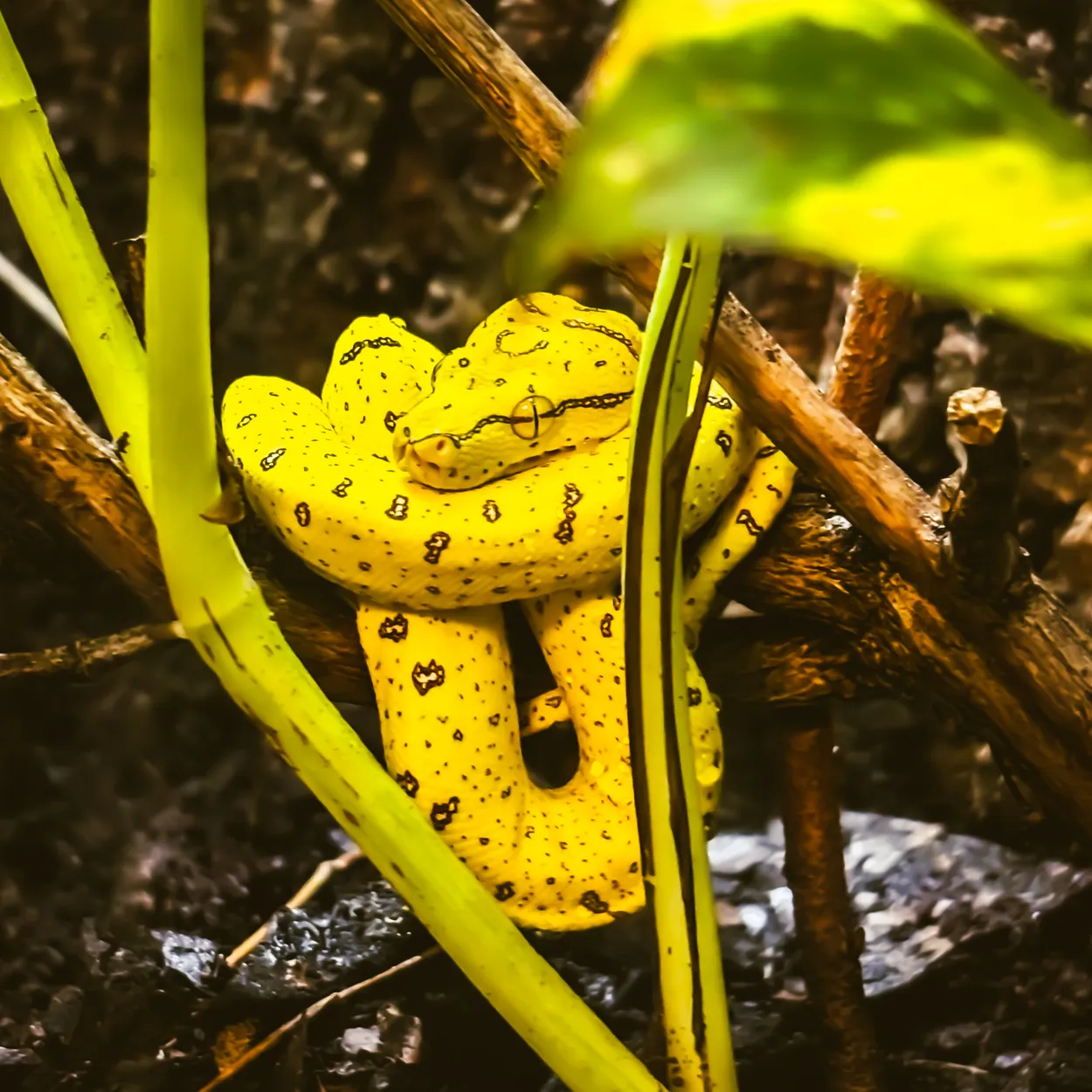 Coiled Yellow