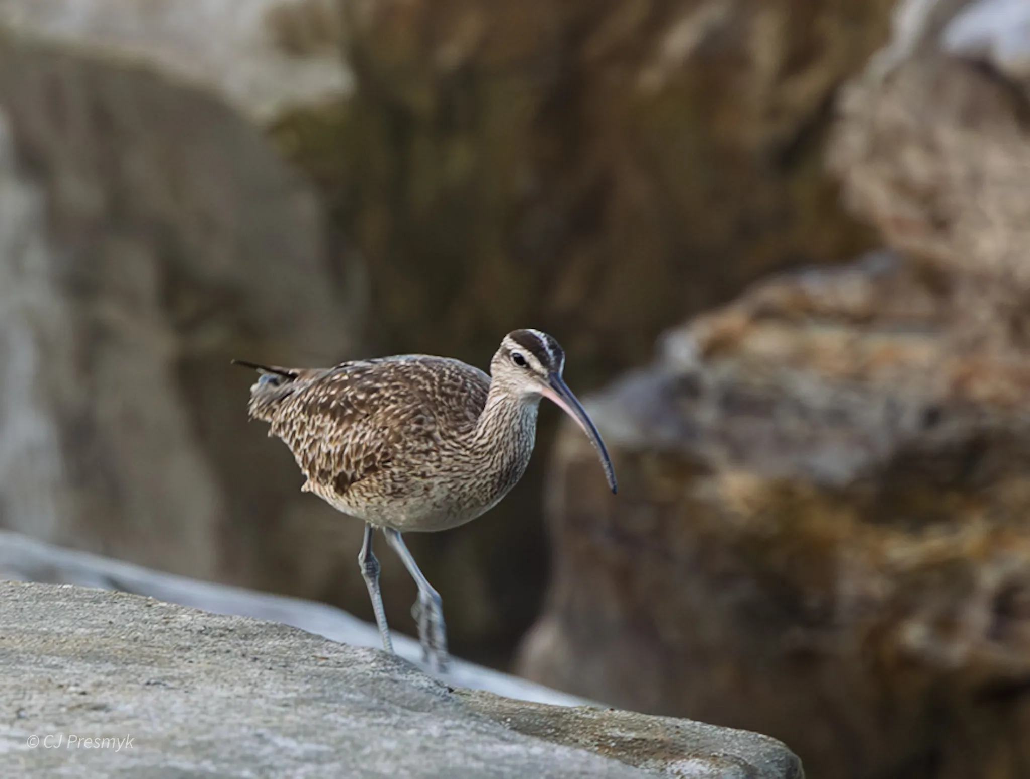Scouting the shoreline