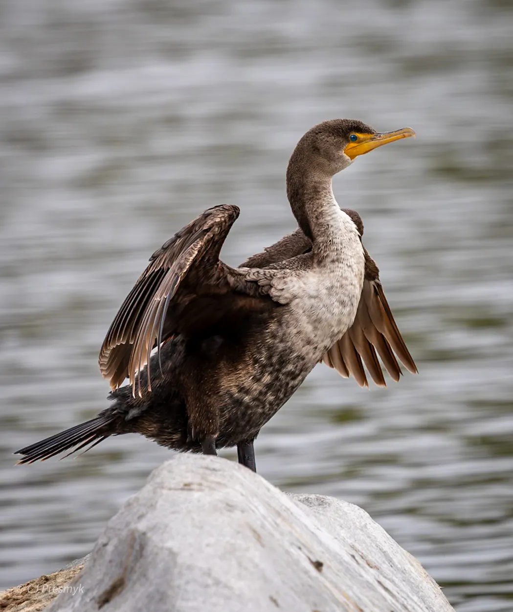Cormorant