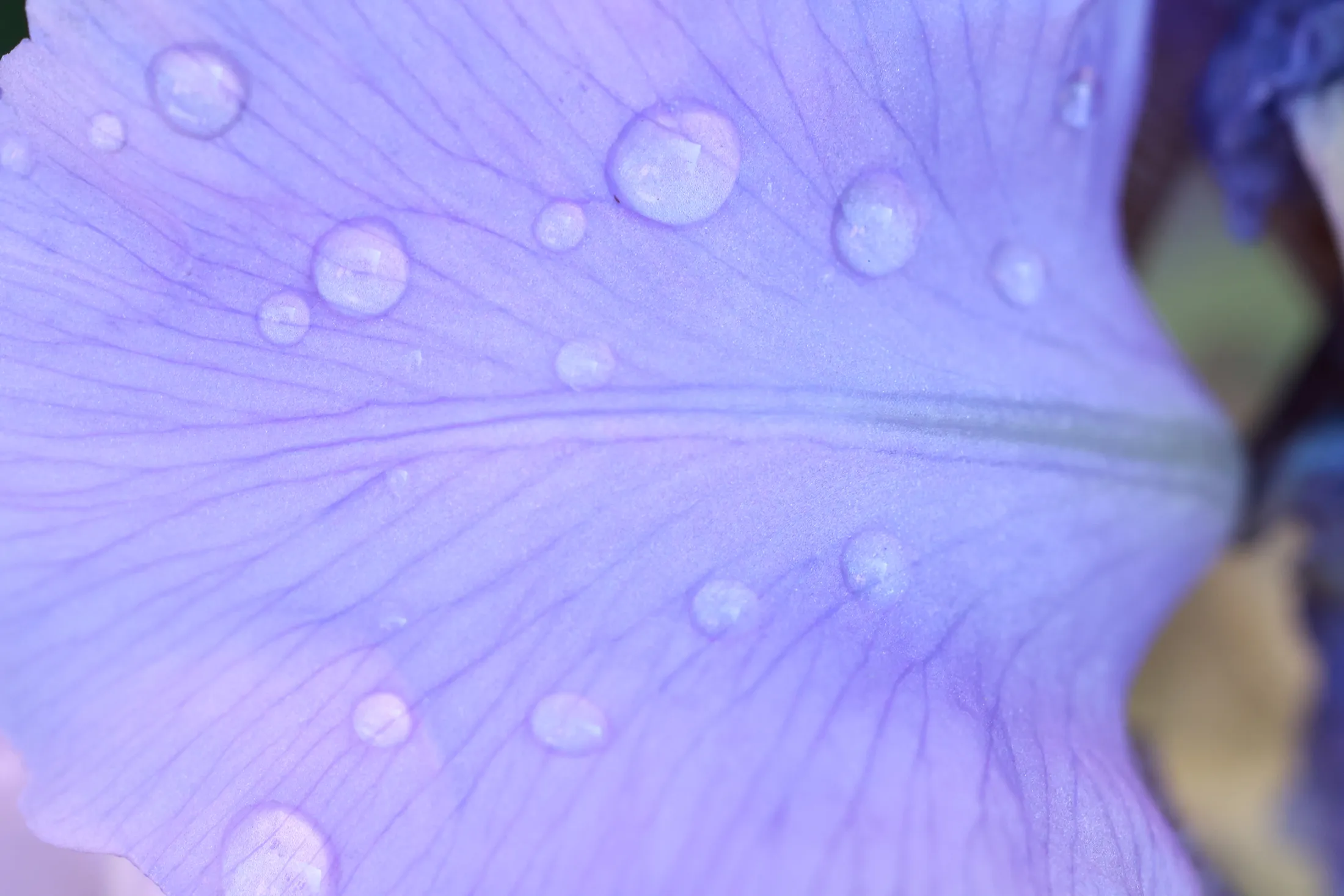Colour´s drops