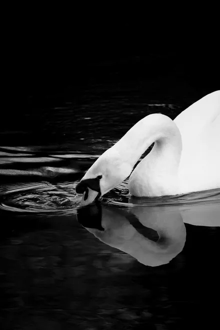 Swan in B&W