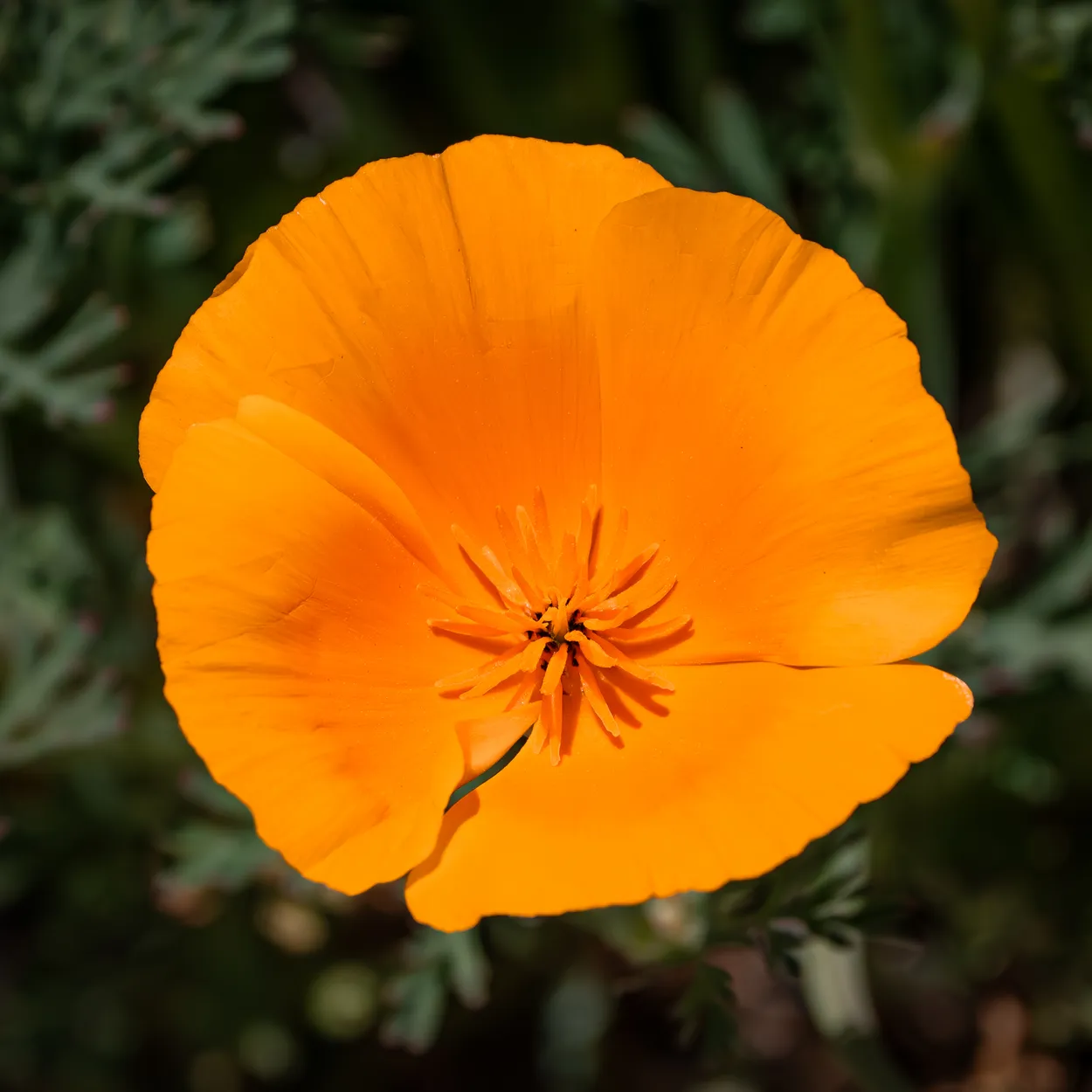California Poppy