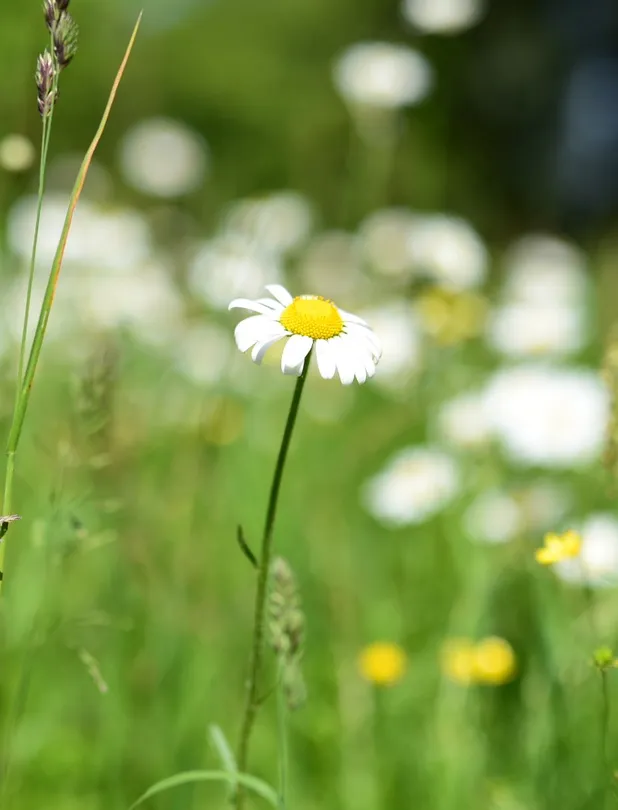 Daisy