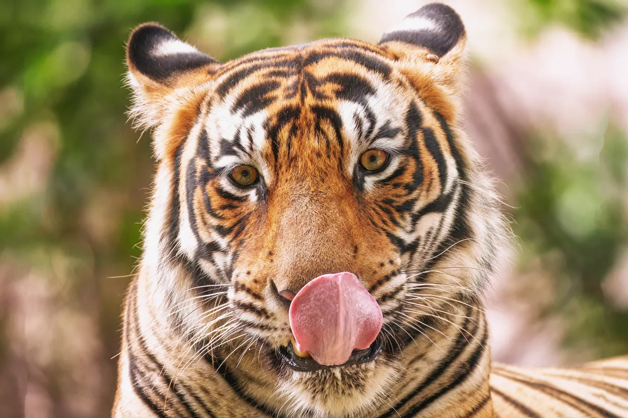 Subadult Cub at Ranthambore India