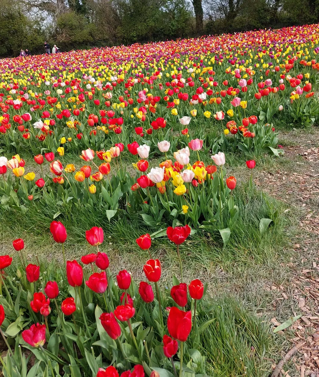Tulip fest