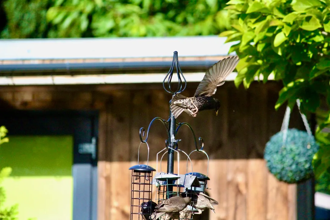 BROMLEY STARLINGS
