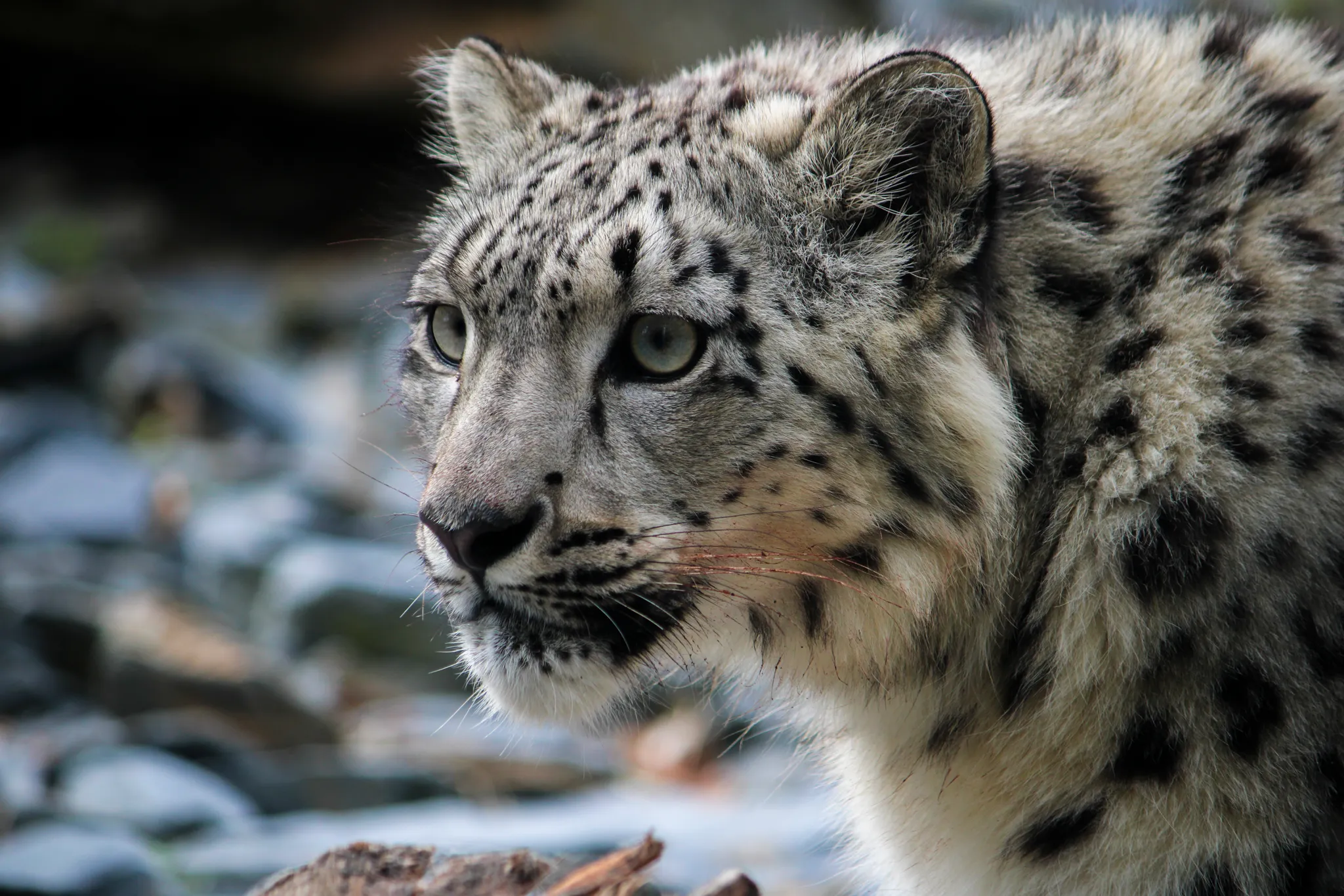 Snow Leopard