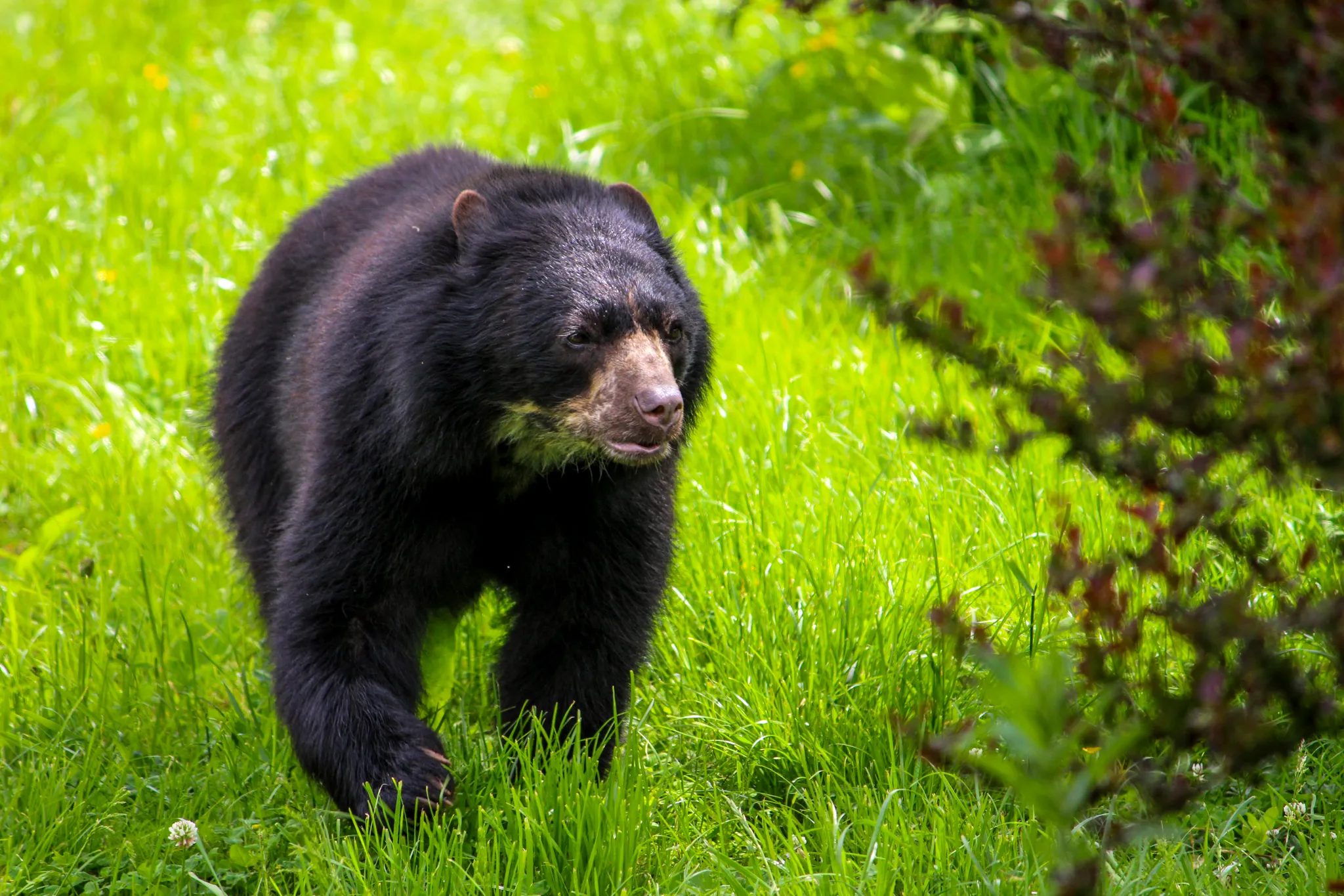 Spectacles Bear