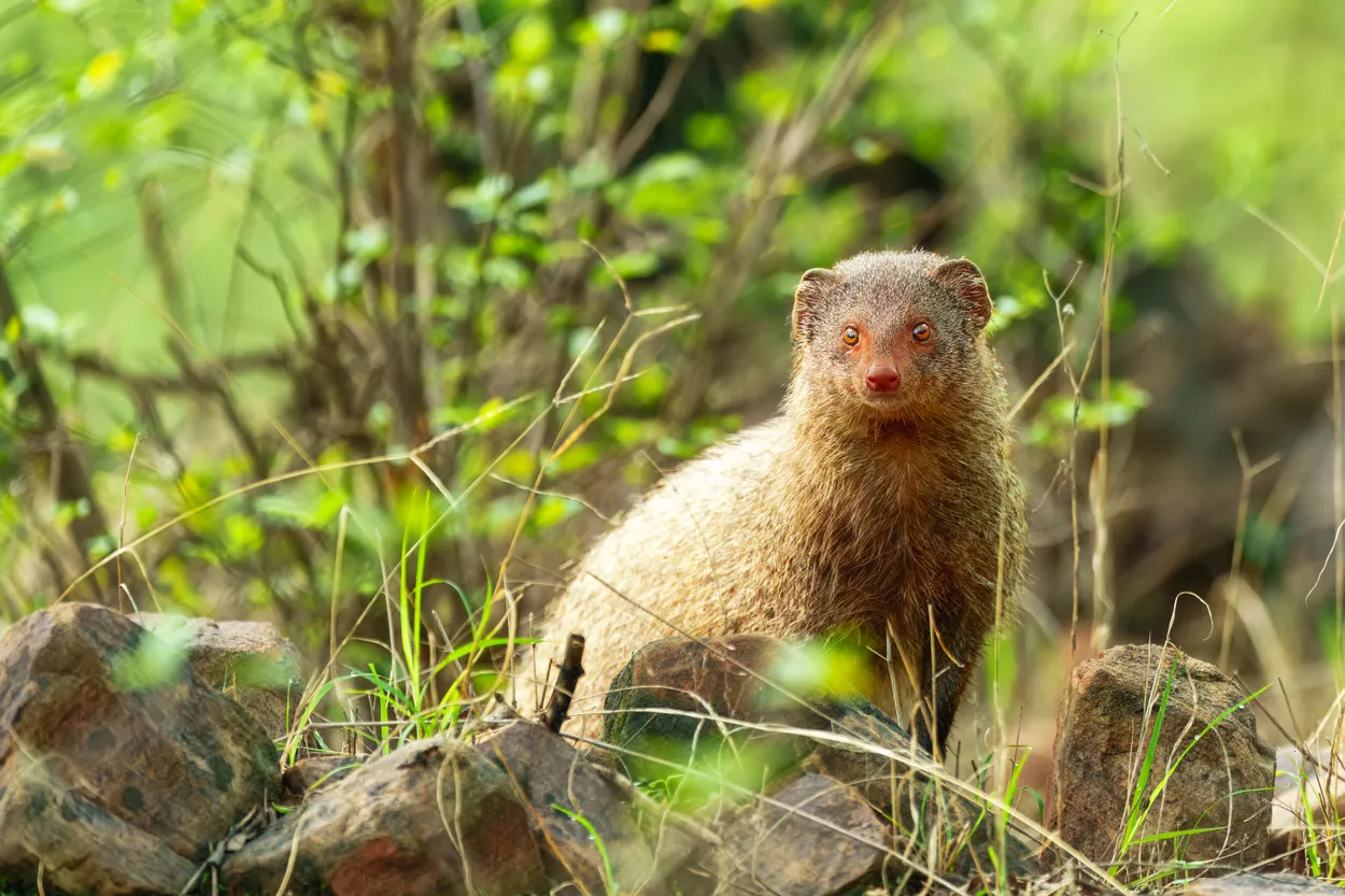Indian Grey Mongoose At Ranthambore