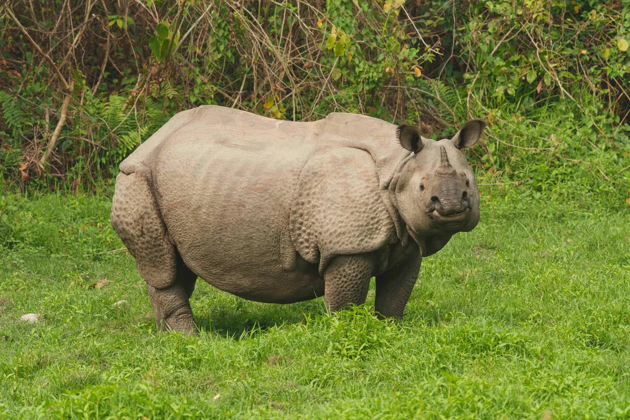 One Horn Rhino At Manas National Park Assam India