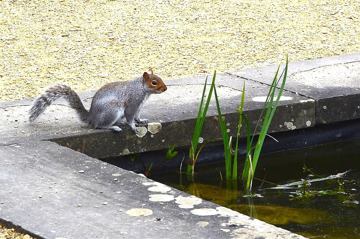 squirrel by a pond