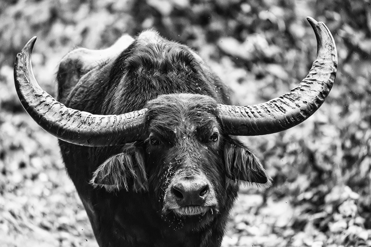 Water Buffalo At Royal Manas Bhutan