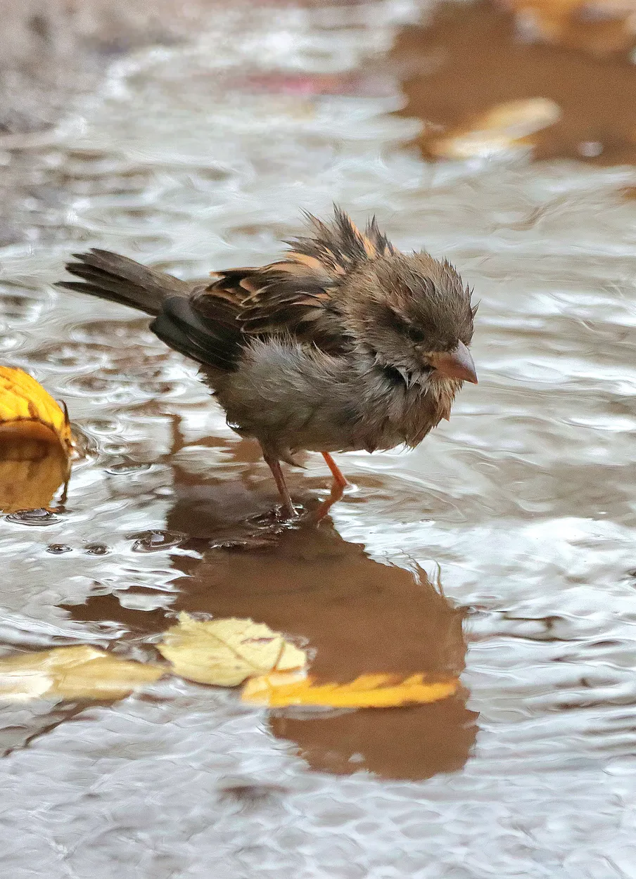 Having a bath in pond