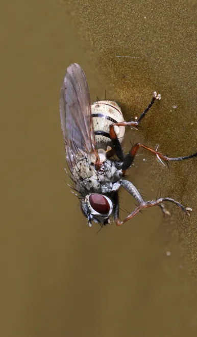 Fly