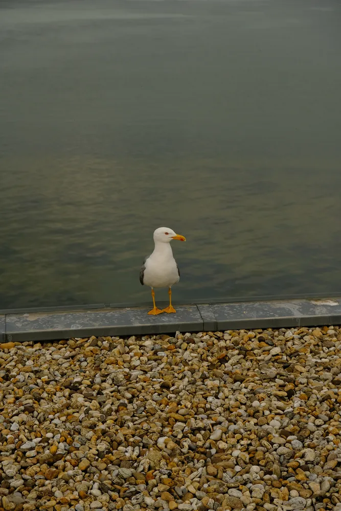 Seagull