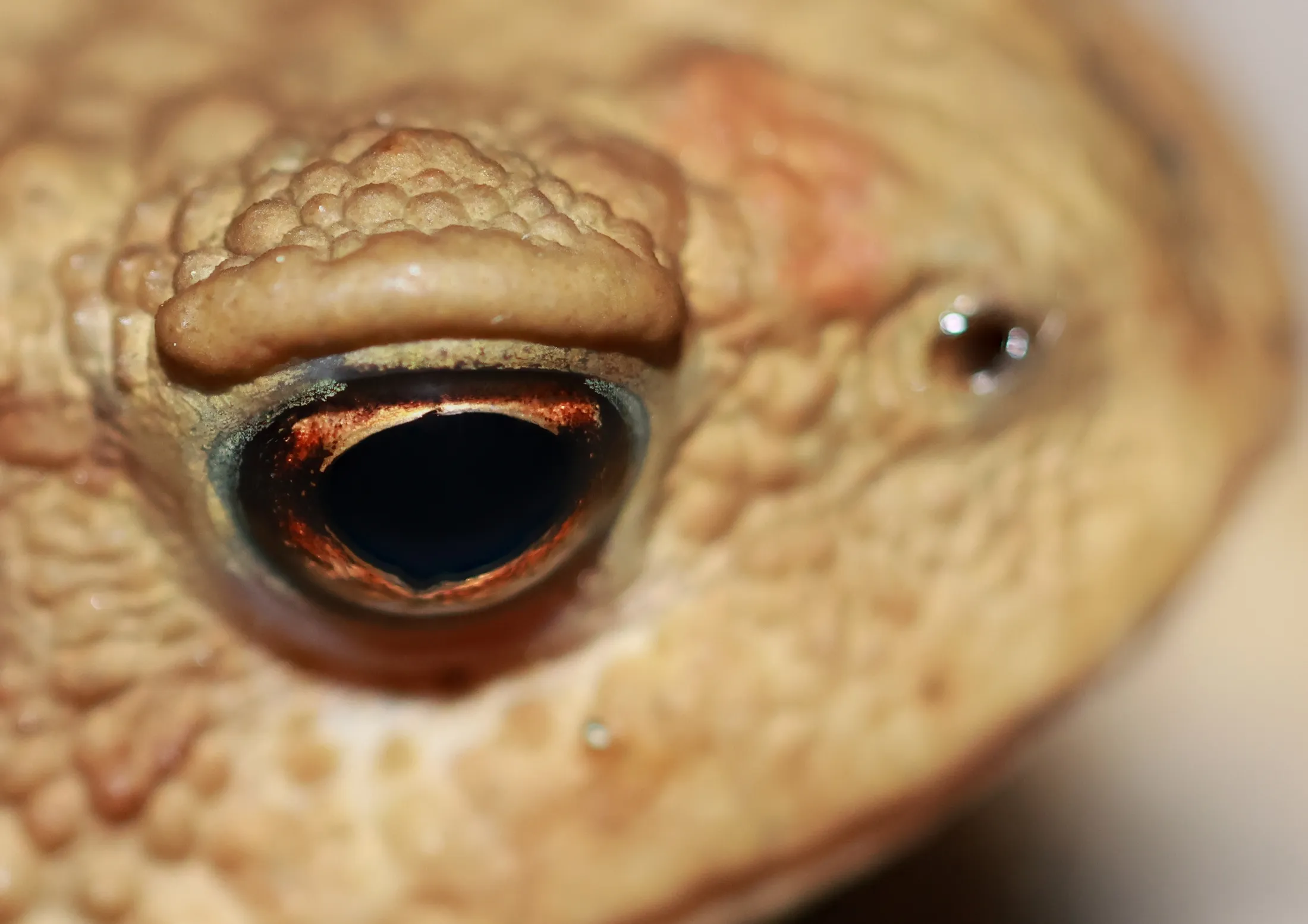 Sauron´s eye