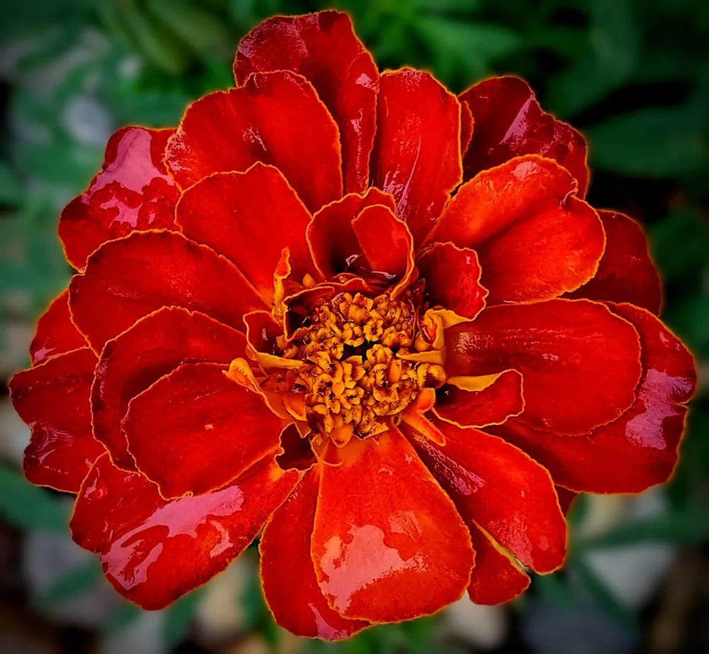 ~ORANGE DELIGHT~