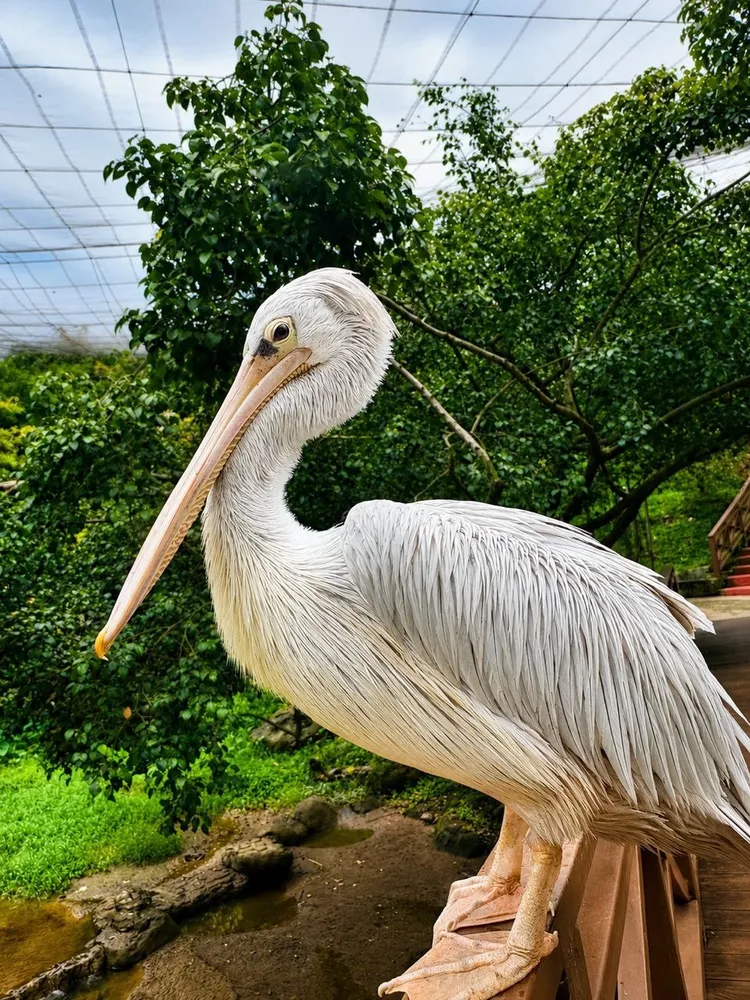 Pelican Among the Canopy