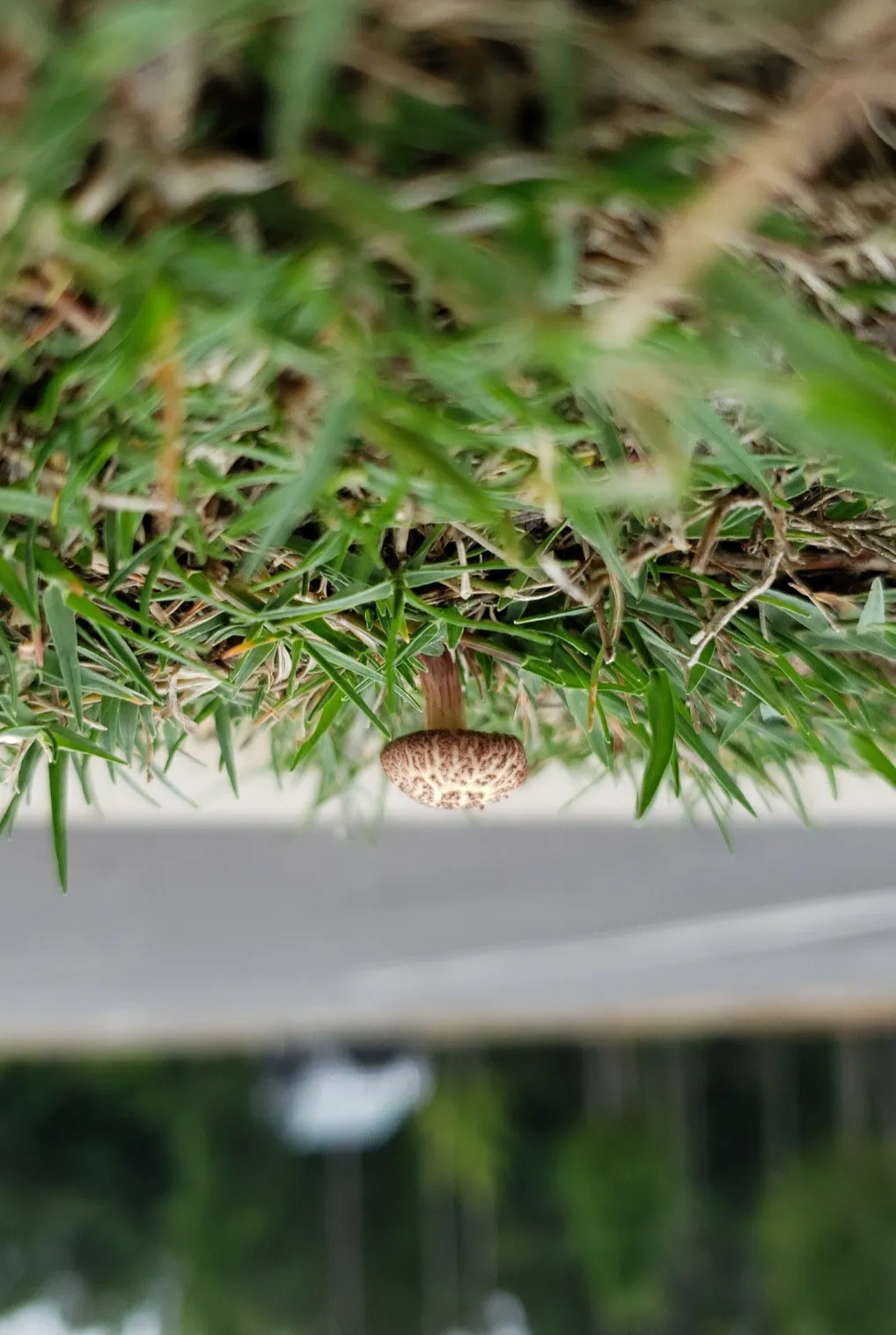 Church Mushroom