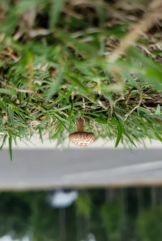 Church Mushroom