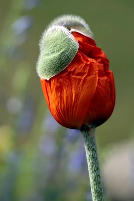 Poppy in Bud