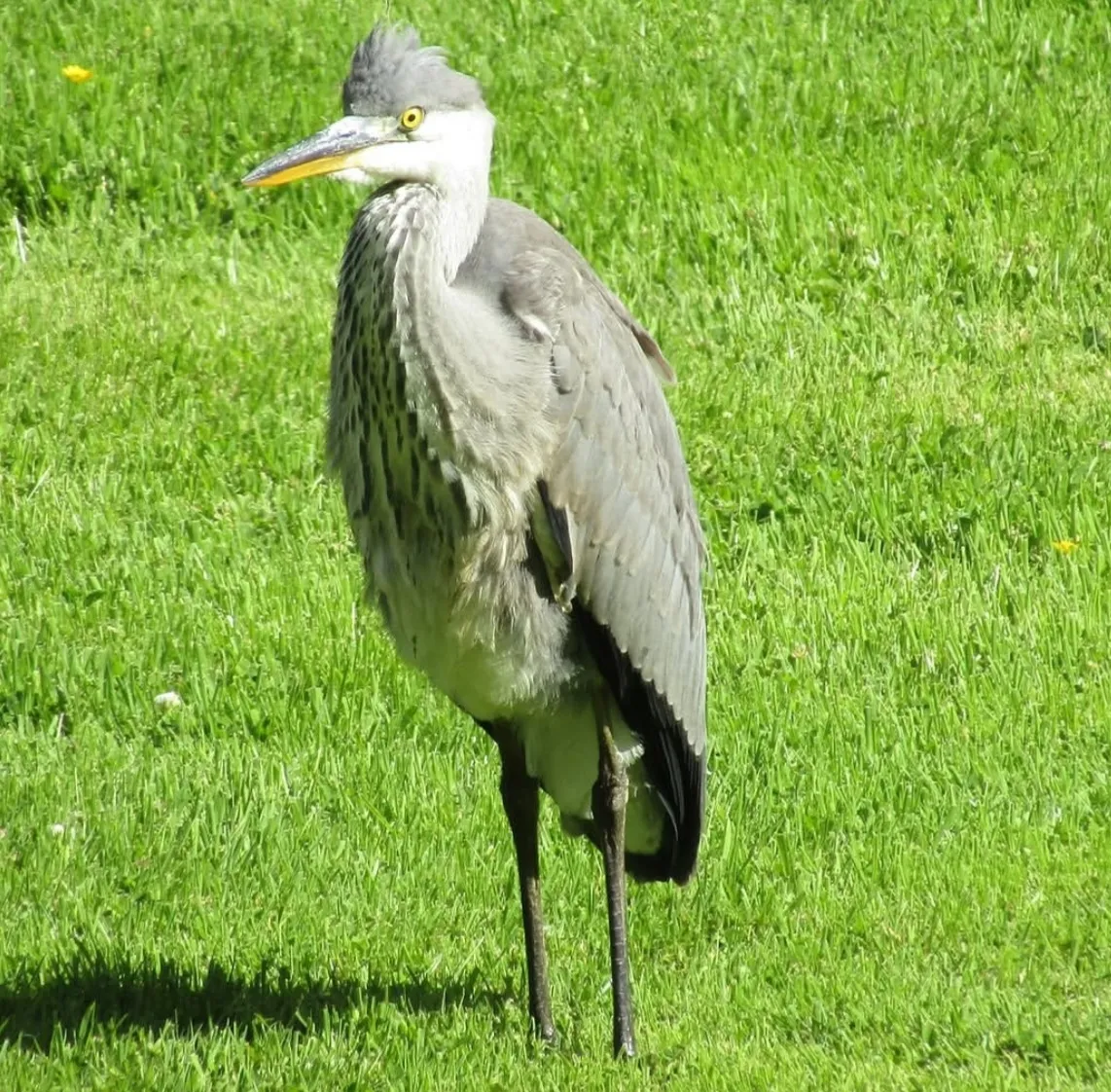 Heron my own