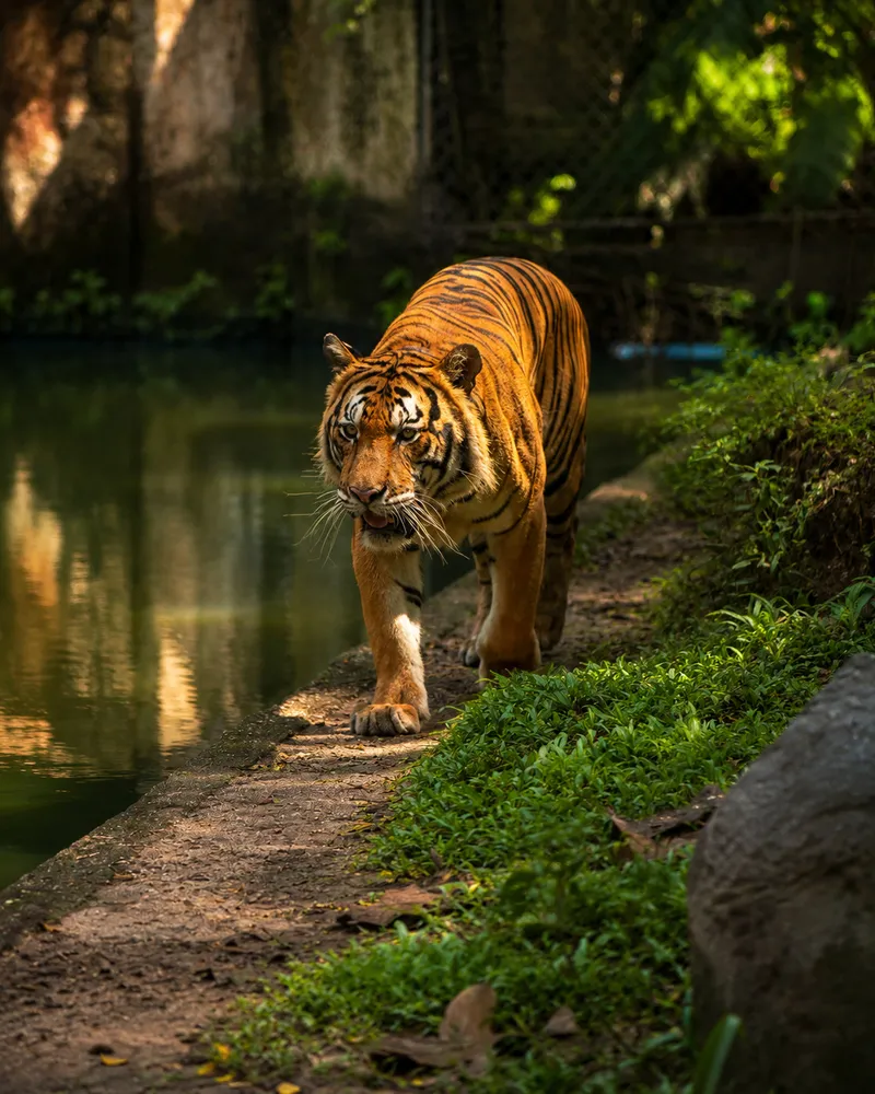 The Tiger's Path