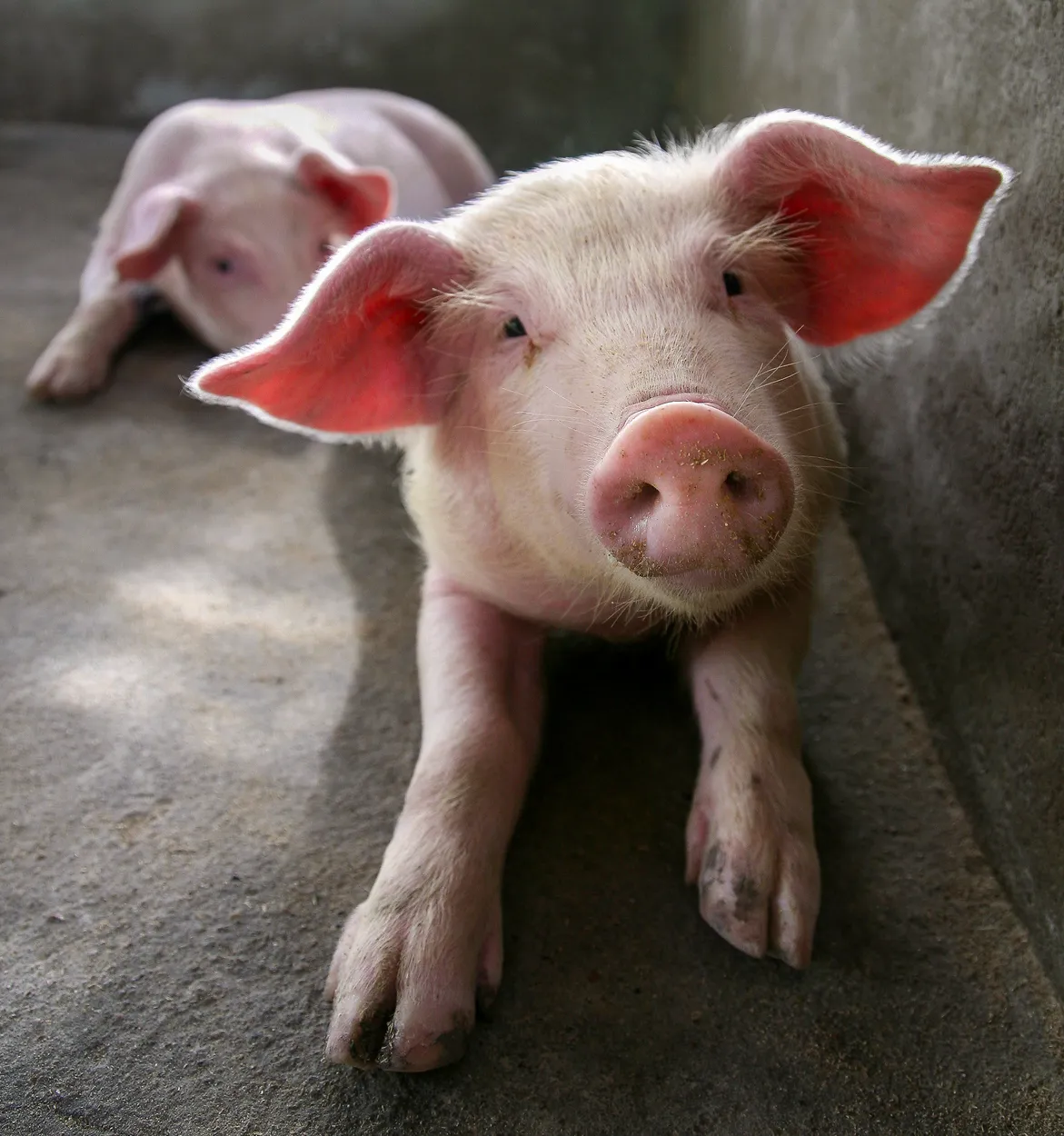 Piglet