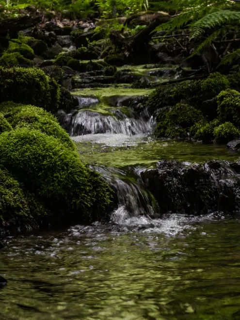 Refreshing creek in the forest