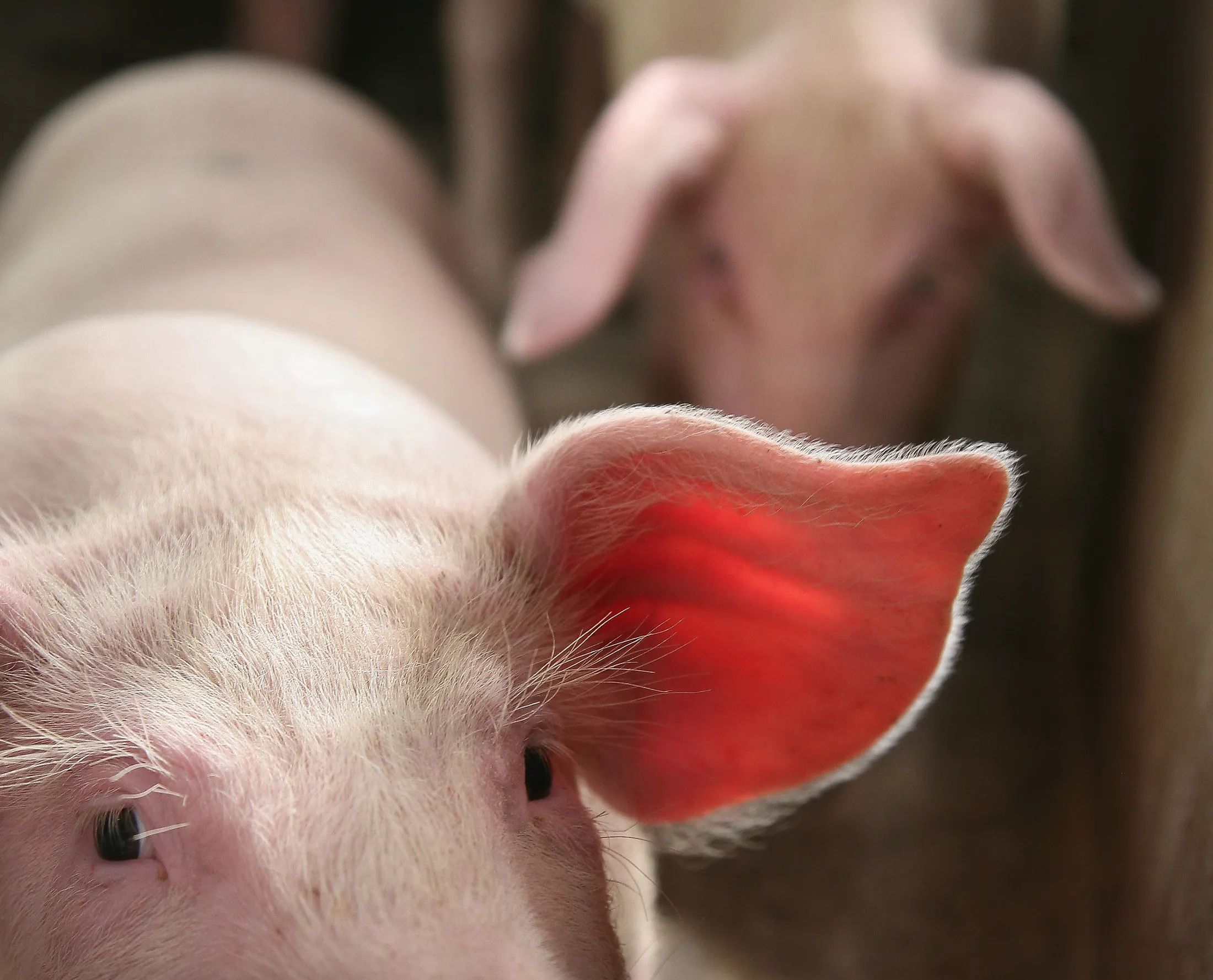 Piglet Ear
