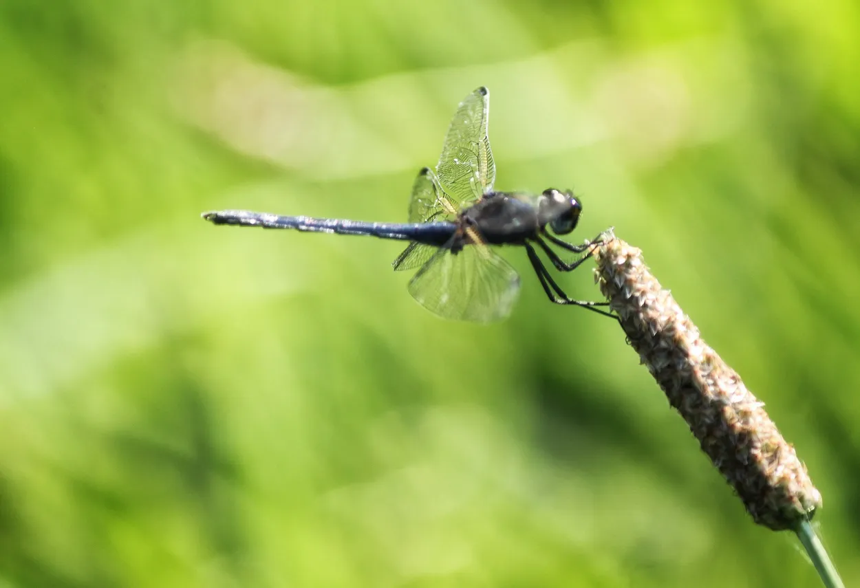 Pond Sentinel