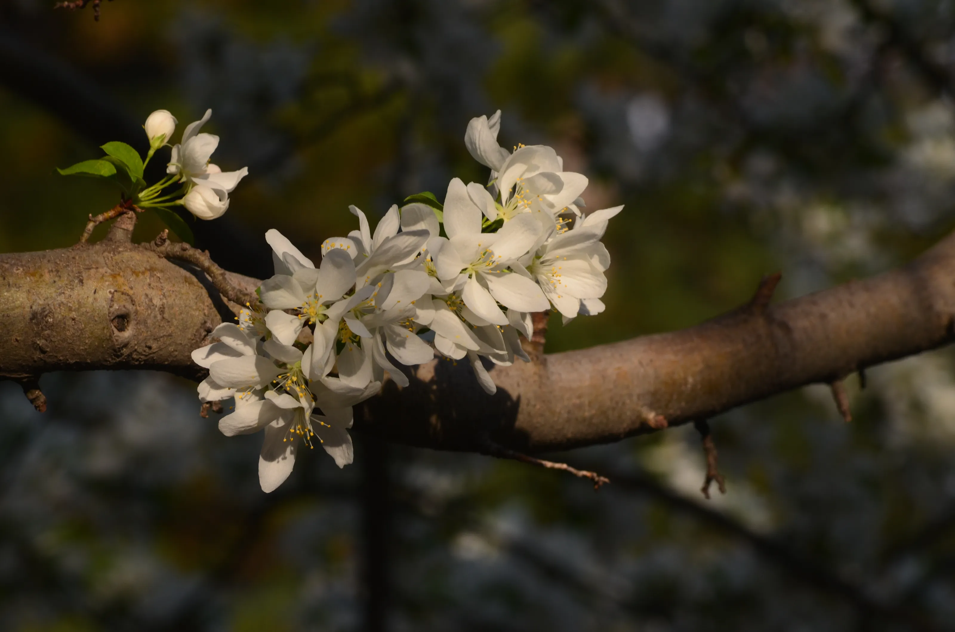 Backyard sunlight