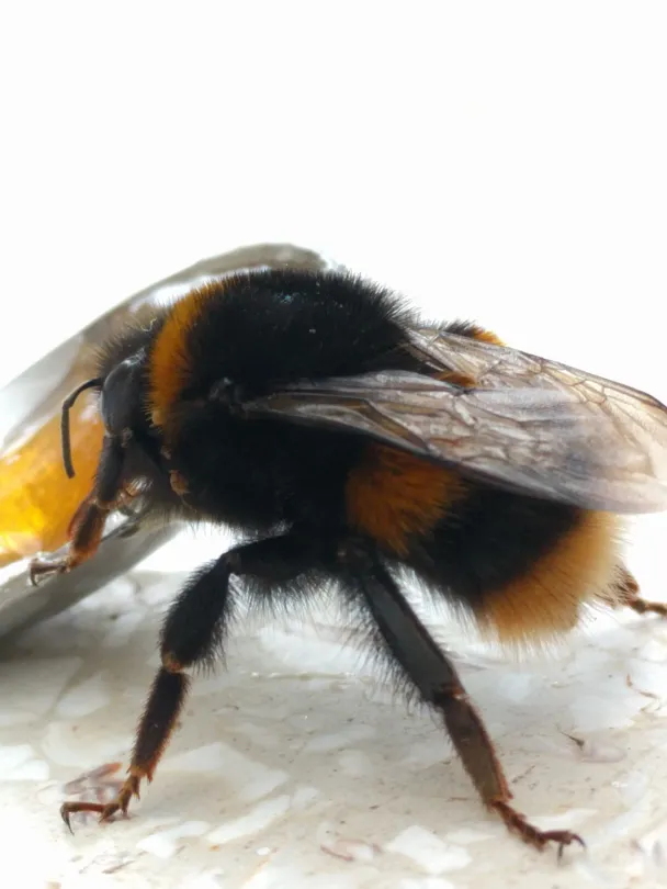 Tired Bumble Bee