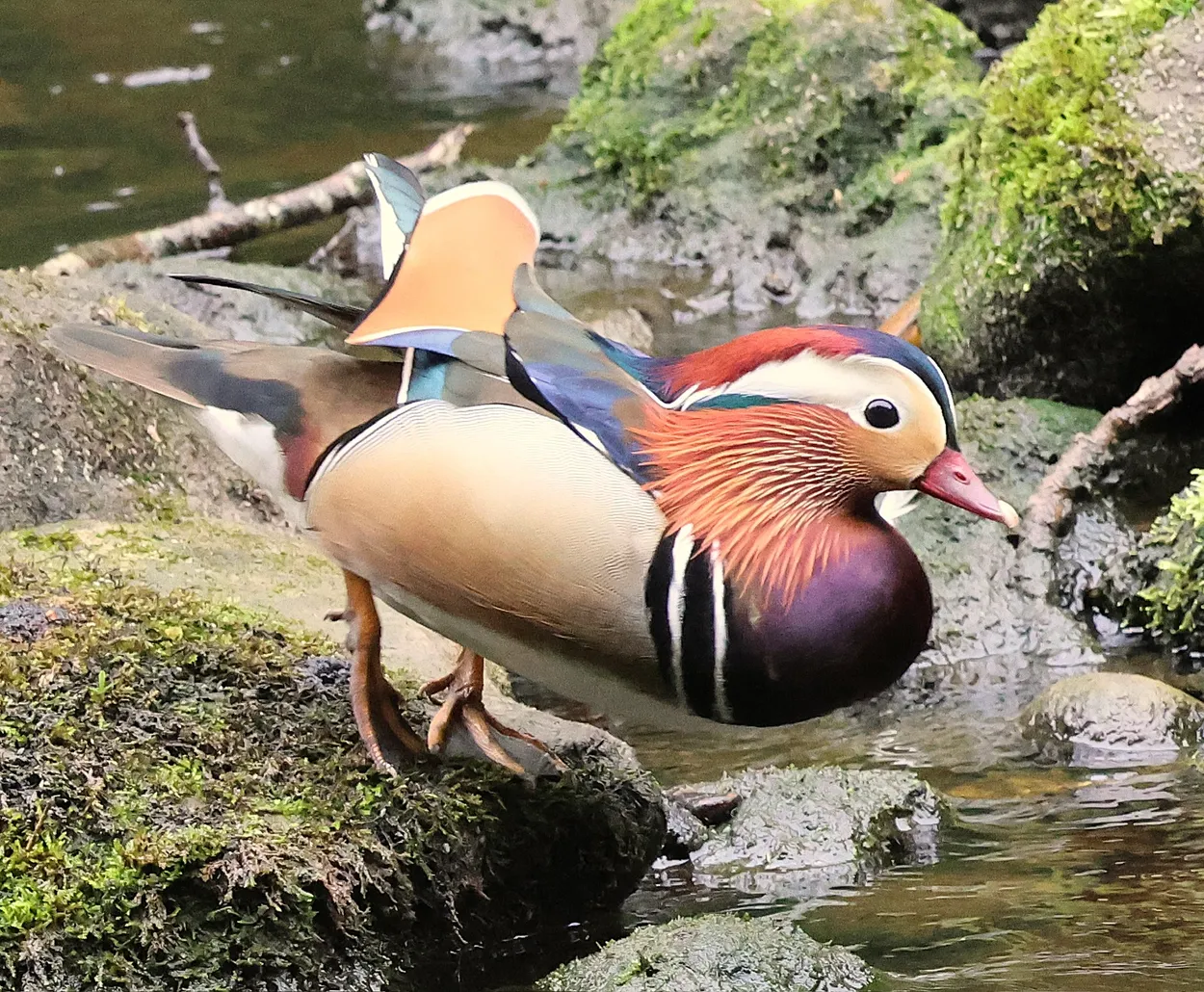 Mandarin duck