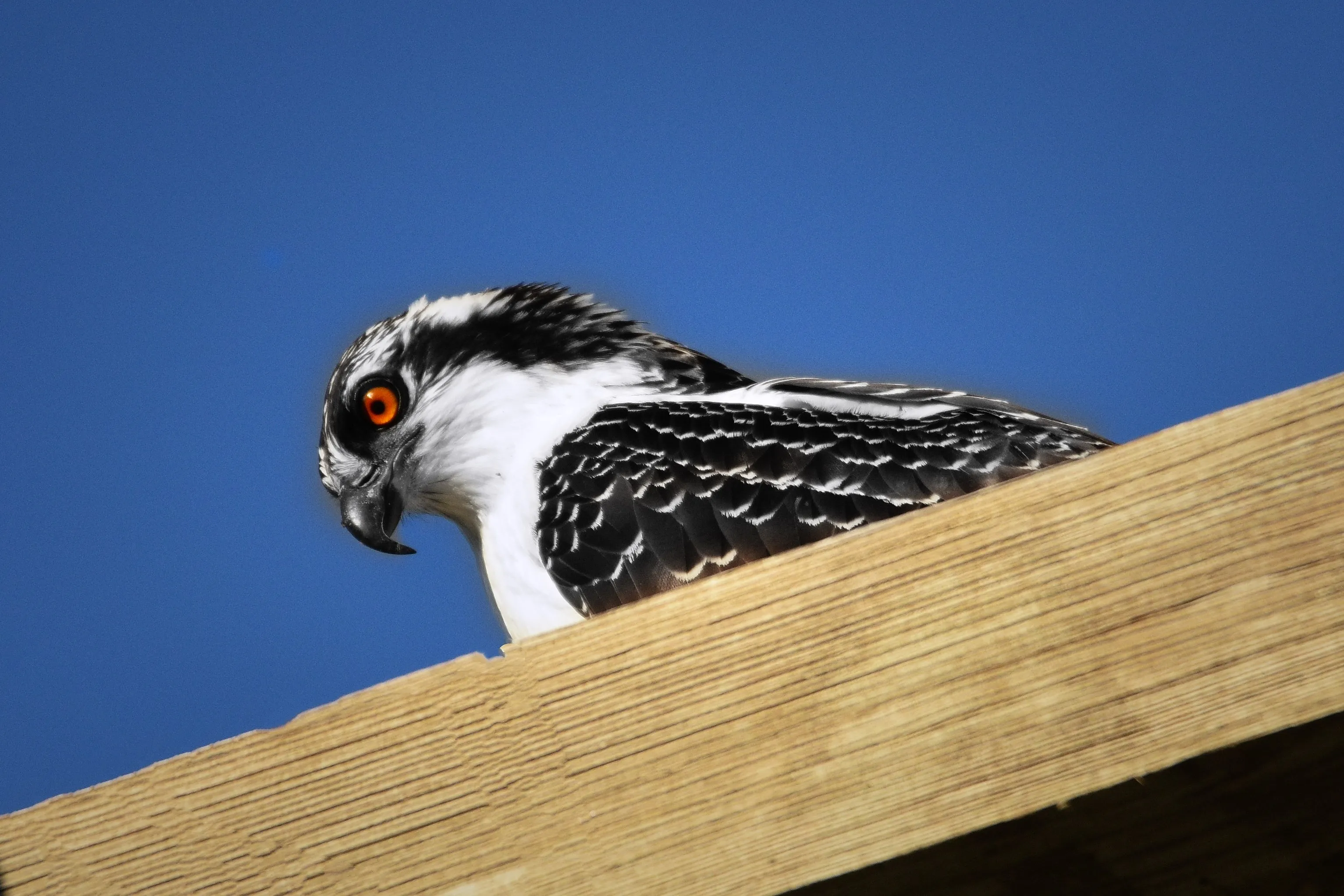 Ospreys