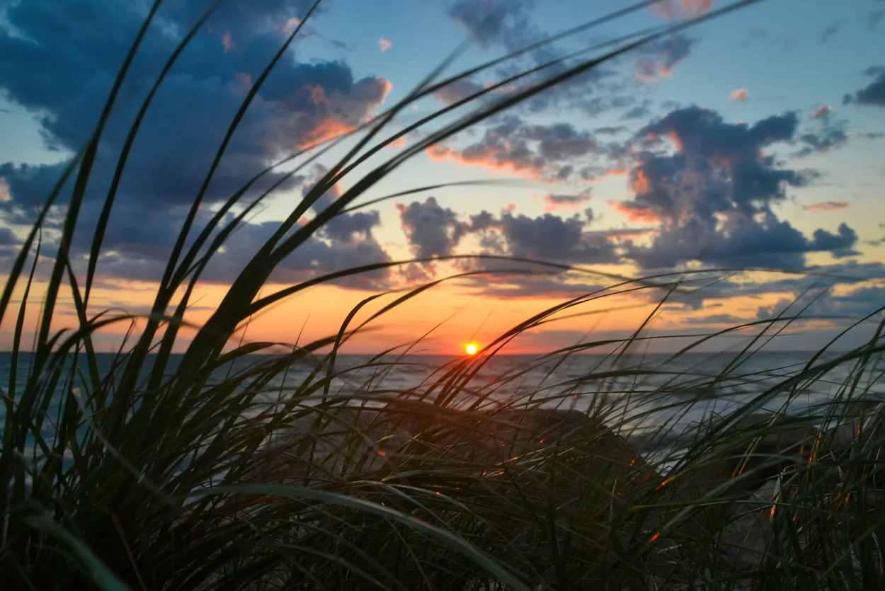Seagrass at the Beach