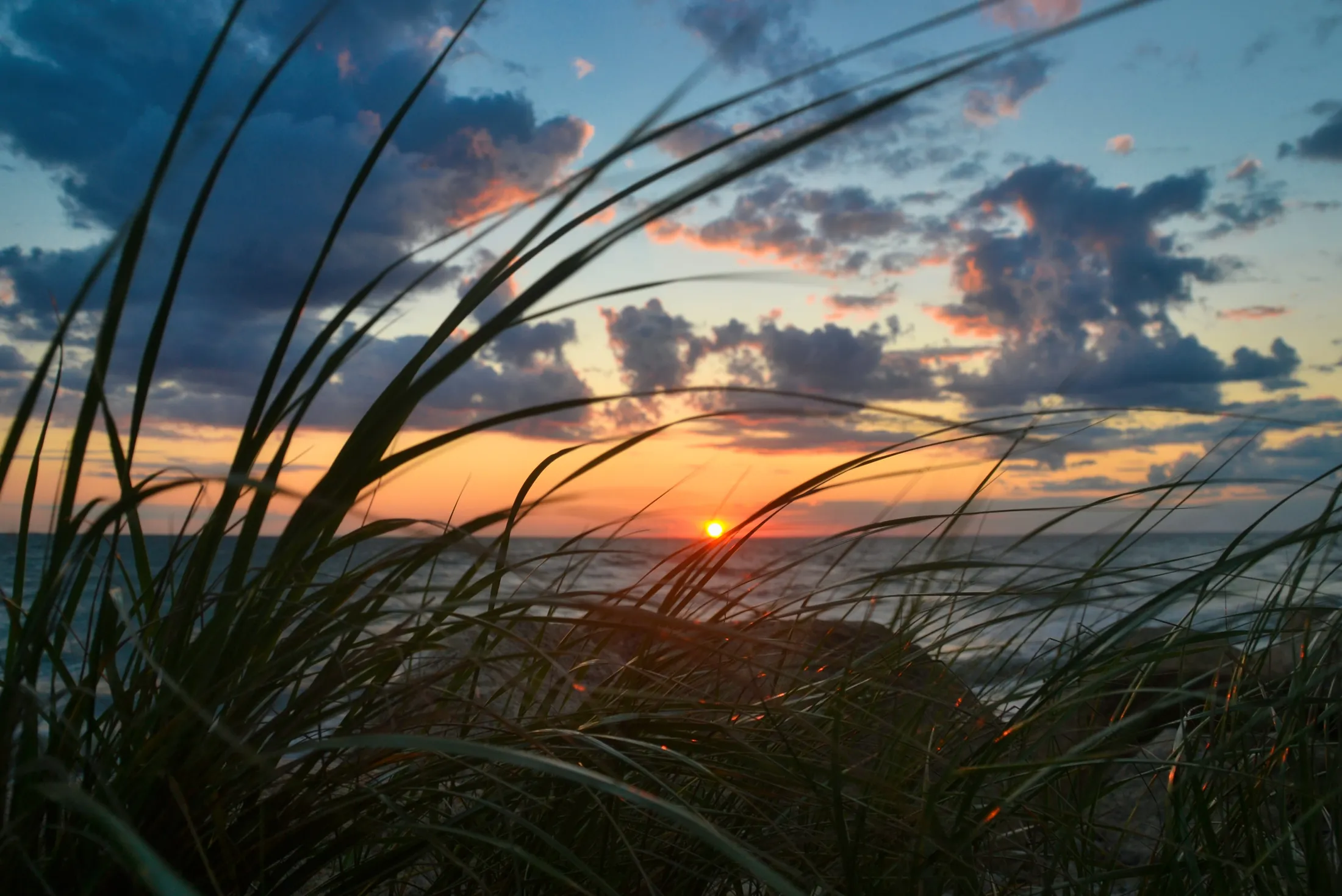 Seagrass at the Beach