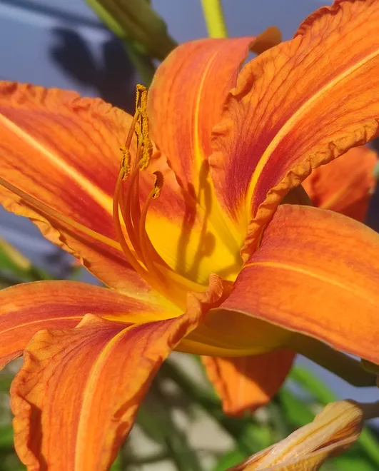 Ember Bloom