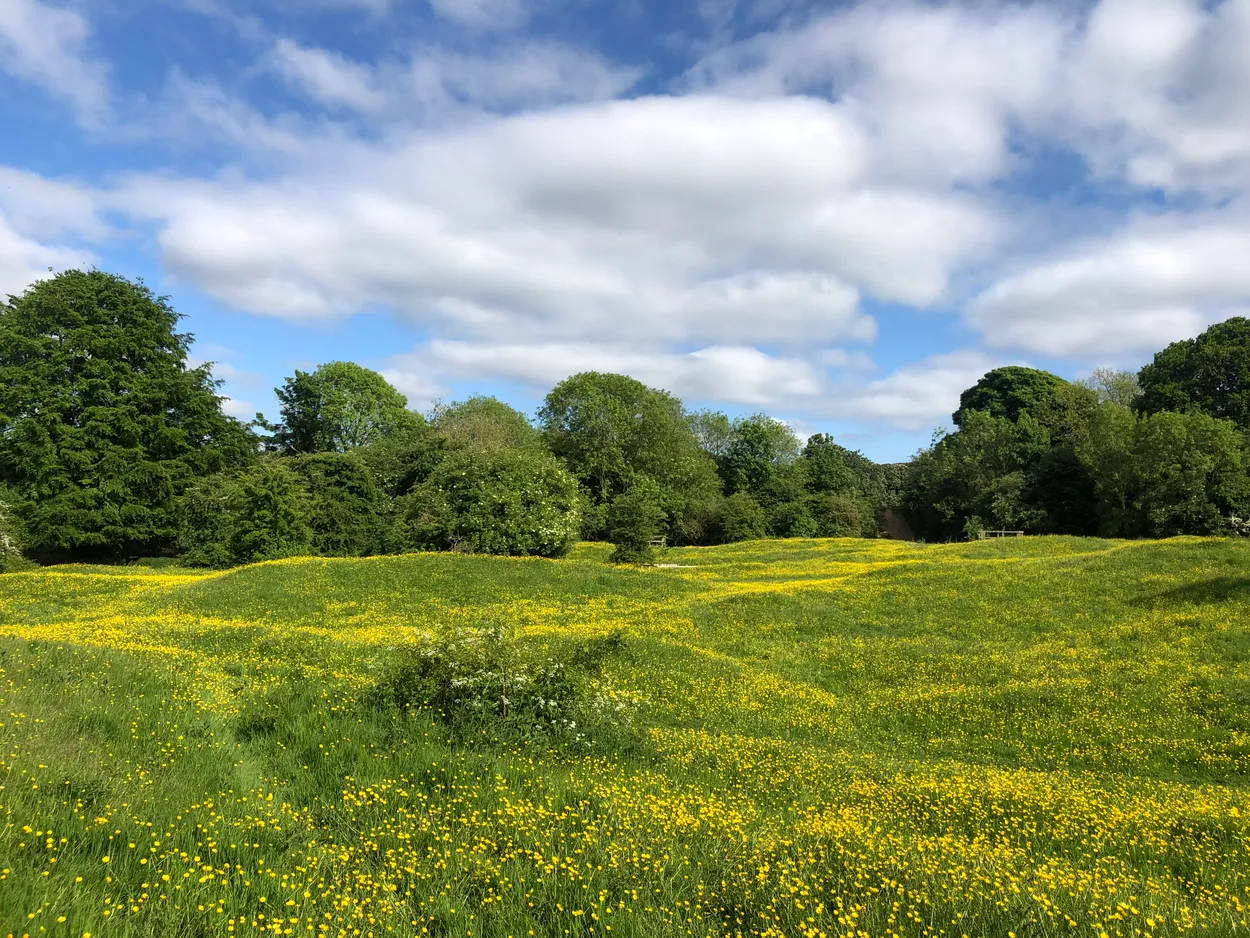 Yellow meadow - Beverley Westwood [unedited]