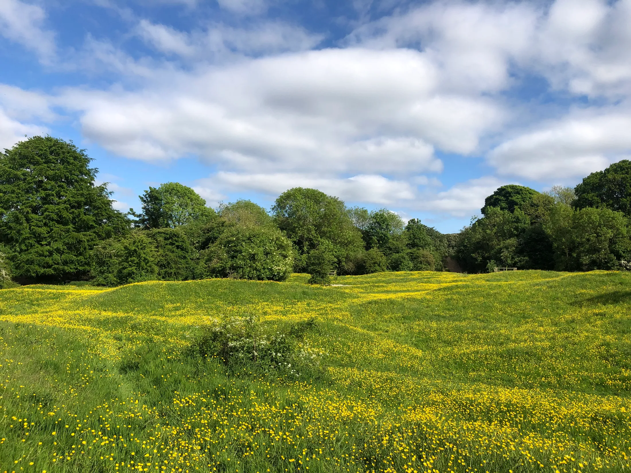 Yellow meadow - Beverley Westwood [unedited]