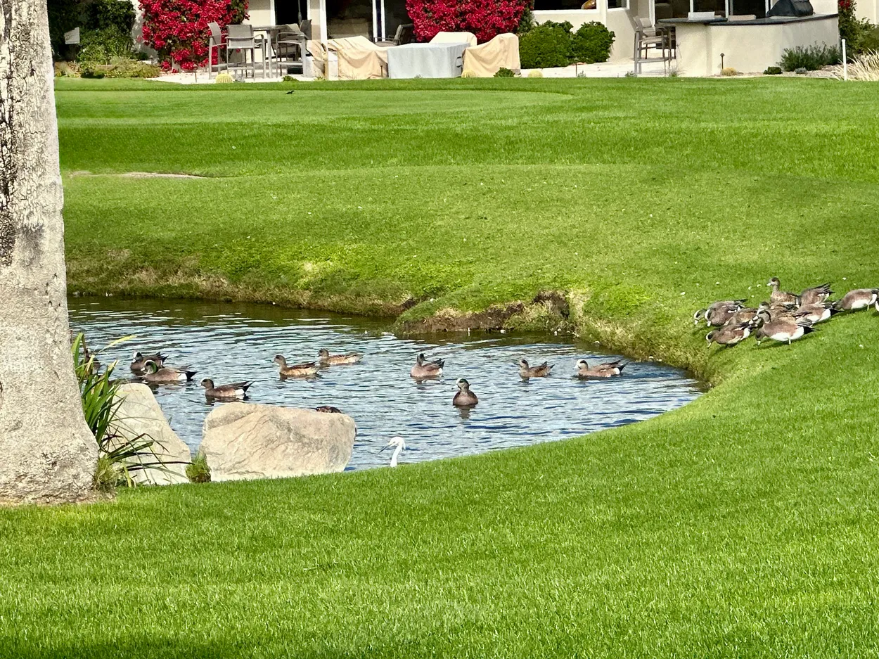 Ducks take to water