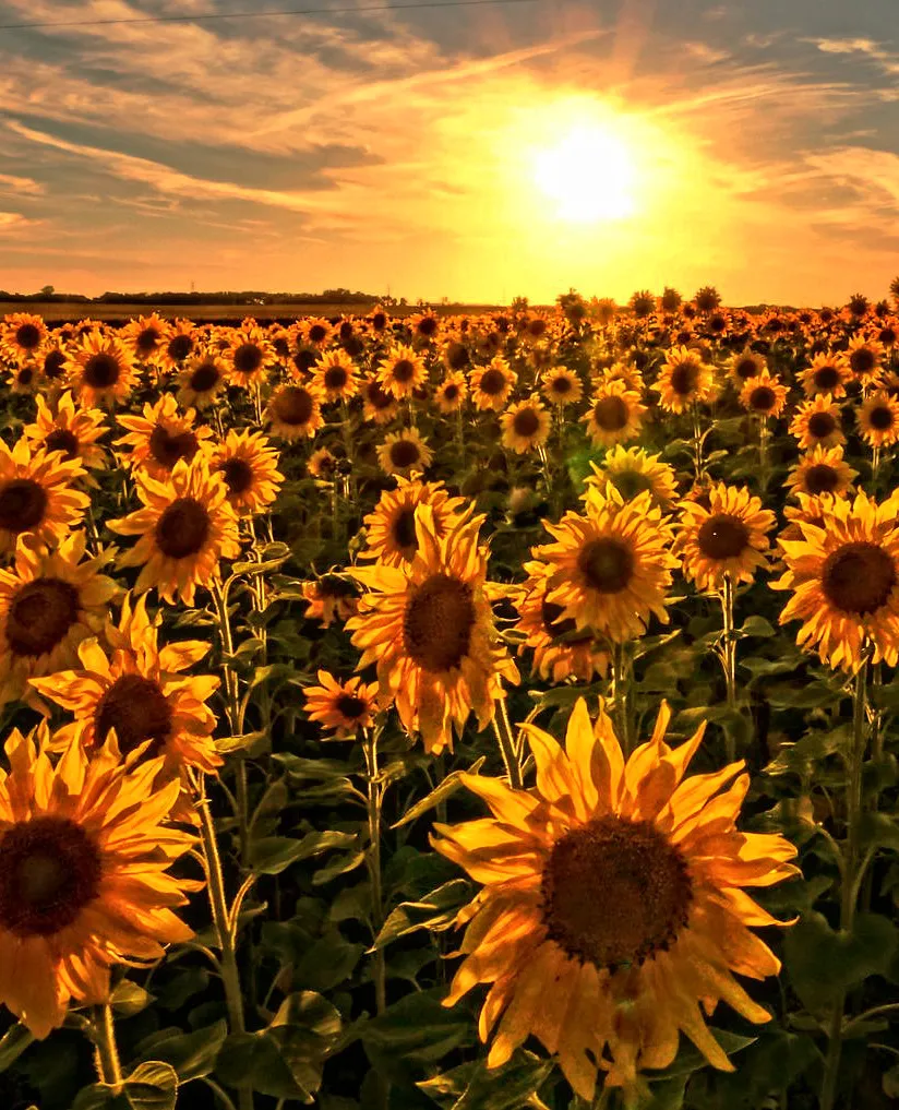 A Sunny Morning