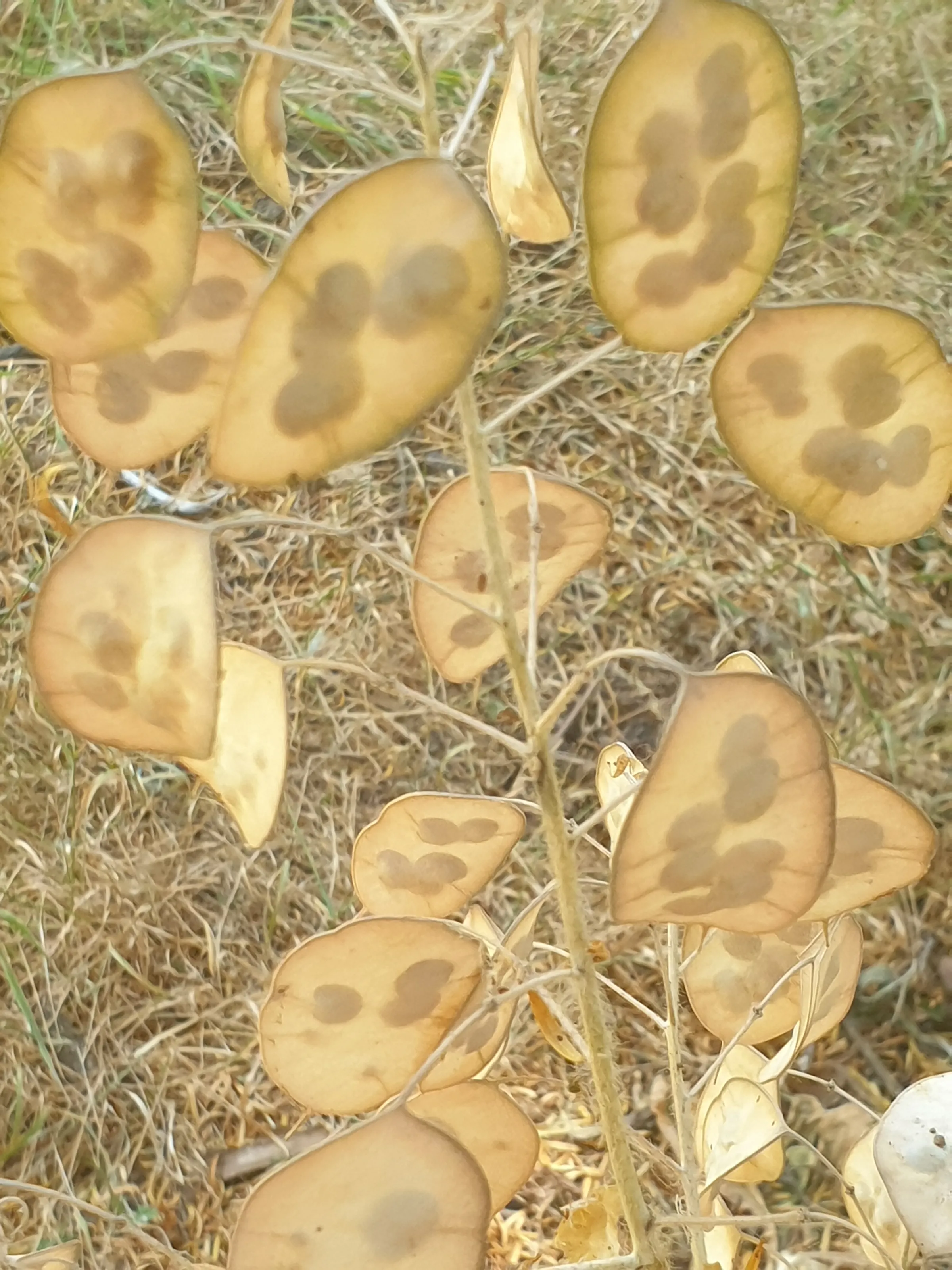 Seeds