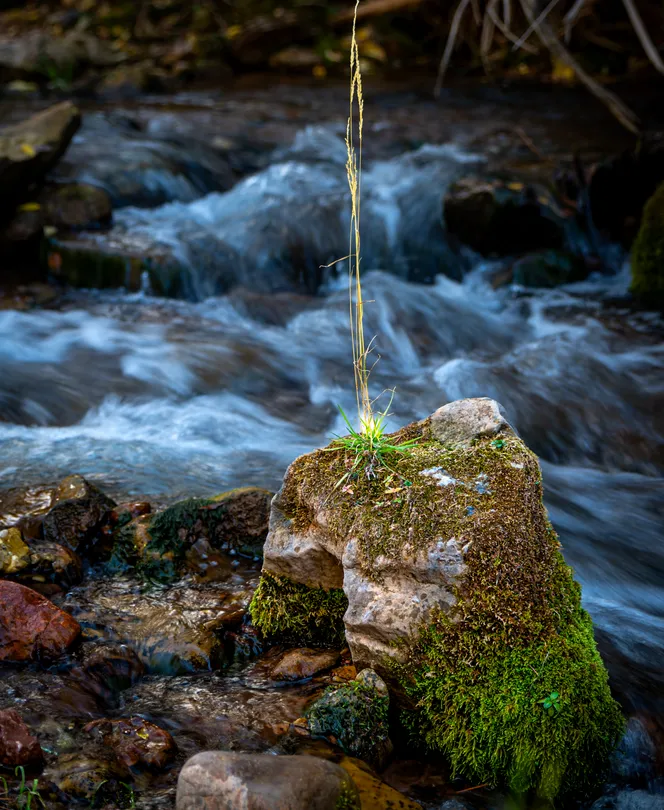 Grass on a rock