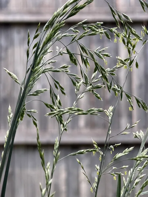 Backyard Blue Grass