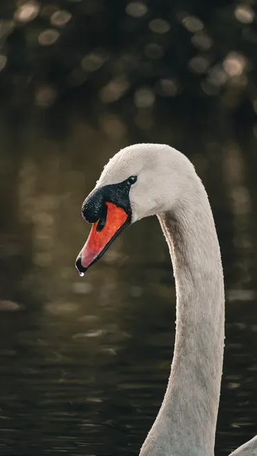 Swan in Stillness