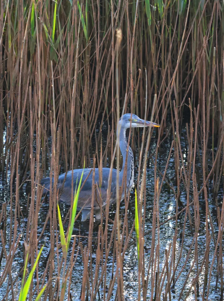 Hiding heron