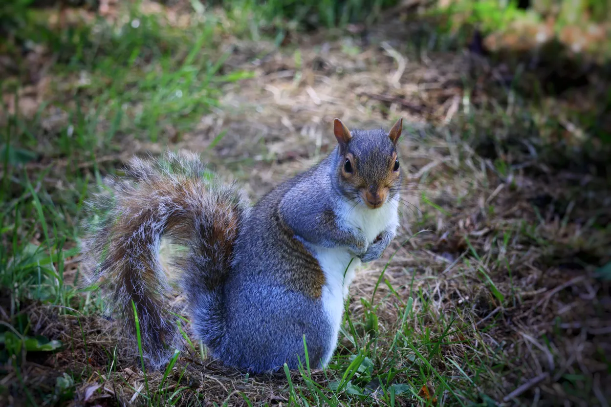 Grey squirrel
