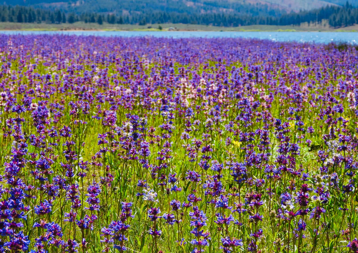 Littleflower Penstemon at Frenchman Lake