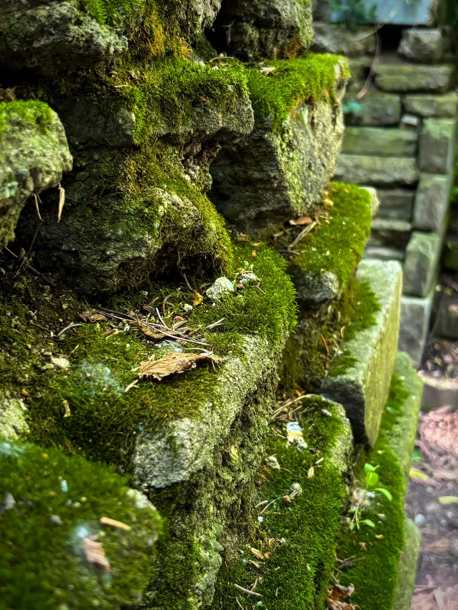 Mossy Wall
